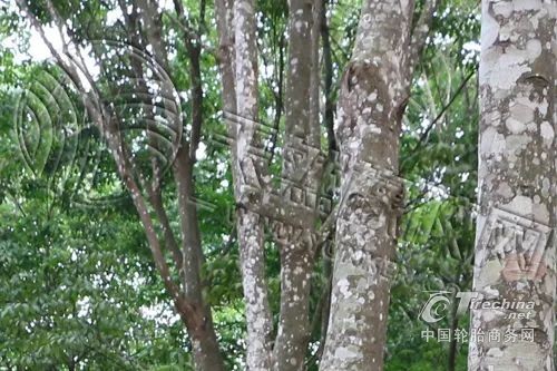 从订单看复苏：橡胶轮胎厂盈利能力逐步回升