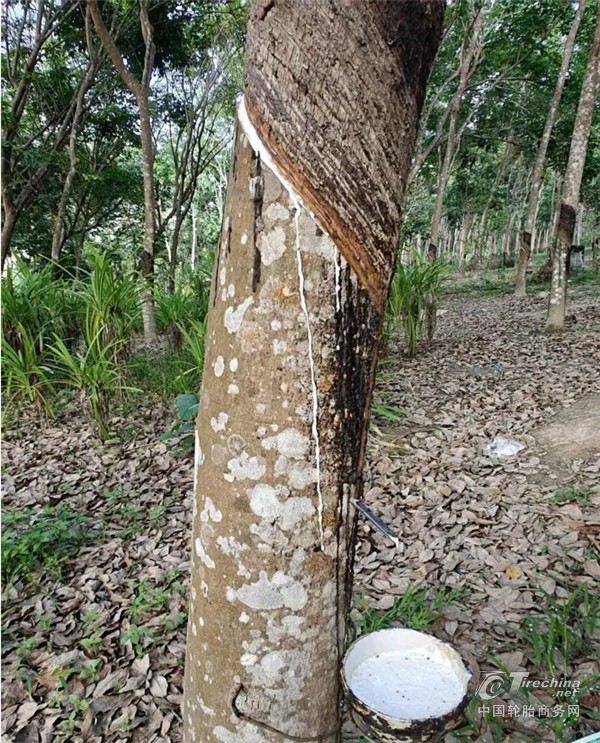 1770962490273772.jpg 14.jpg