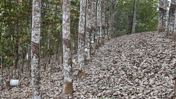出口起飞！柬埔寨如何成为全球轮胎供应链黑马