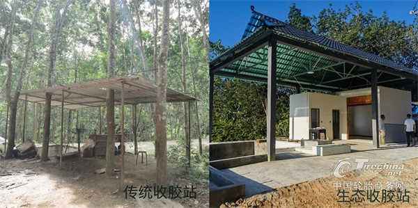 玲珑轮胎云南可持续天然橡胶项目硕果累累
