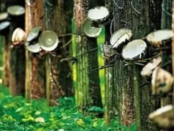 天然橡胶突破15000元/吨高位 后期仍有上涨支撑