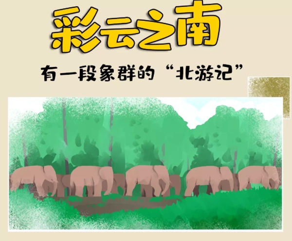 一路“象”北 | 大象北游记