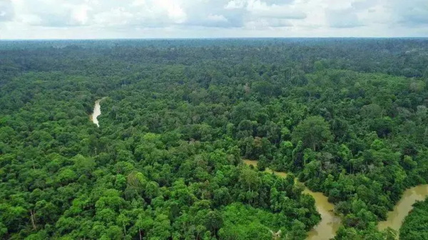 倍耐力强强联手宝马，推进天然橡胶可持续生产