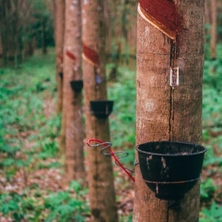 国内首家！玲珑轮胎正式加入“全球可持续天然橡胶平台”（GPSNR）