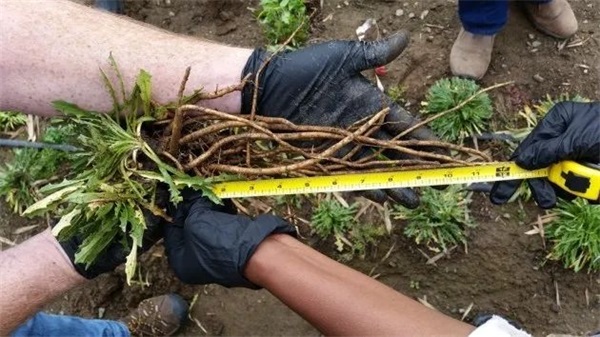 固特异加速蒲公英天然橡胶商业化